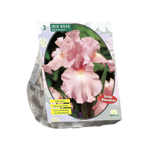 Tuinplant.nl Iris