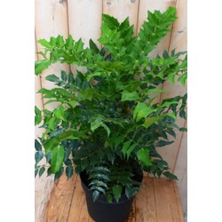 Warentuin natuurlijk Nandina Hemelse bamboe groot 90 cm - 