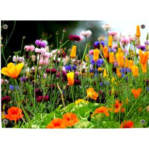 Merkloos Tuinposter Tuin 1 - Pillow Buddies
