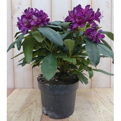 Warentuin natuurlijk Rododendron 40 cm paars - 