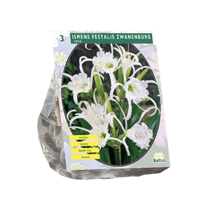 Tuinplant.nl Ismene