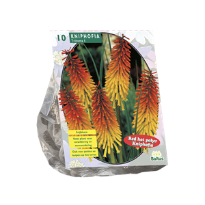 Tuinplant.nl Vuurpijl