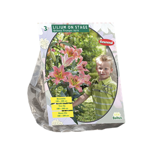 Tuinplant.nl Lelie