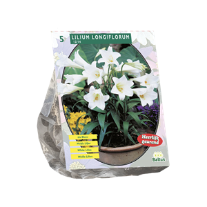 Tuinplant.nl Lelie