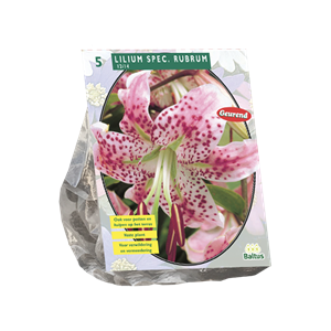 Tuinplant.nl Lelie