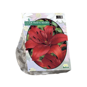 Tuinplant.nl Lelie