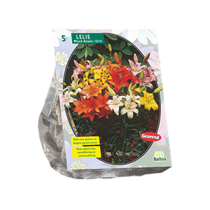 Tuinplant.nl Lelie