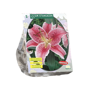 Tuinplant.nl Lelie