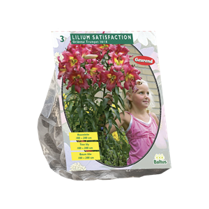 Tuinplant.nl Lelie