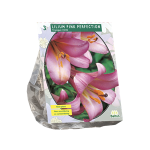 Tuinplant.nl Lelie