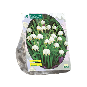 Tuinplant.nl Zomerklokje
