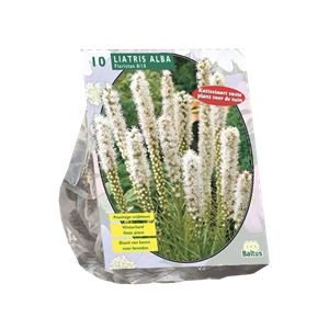 Tuinplant.nl Lampenpoetser