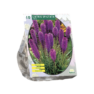 Tuinplant.nl Lampenpoetser