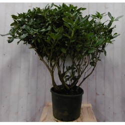 Warentuin natuurlijk Rododendron 120 cm rood - 