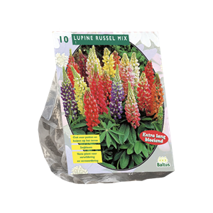 Tuinplant.nl Lupine