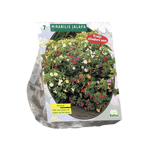Tuinplant.nl Nachtschone
