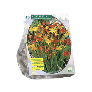 Tuinplant.nl Crocosmia