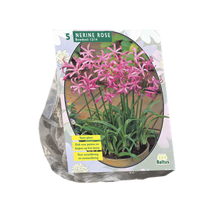 Tuinplant.nl Kliplelie
