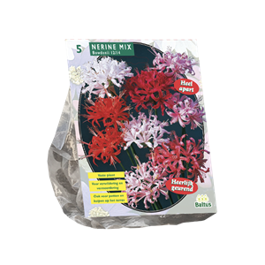 Tuinplant.nl Kliplelie