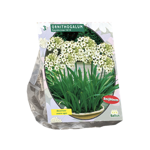 Tuinplant.nl Ornithogalum
