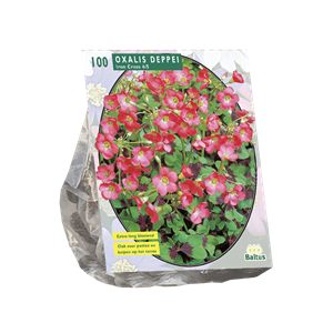 Tuinplant.nl Geluksklaver