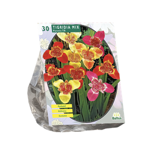 Tuinplant.nl Tijgerbloem