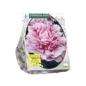 Tuinplant.nl Pioen
