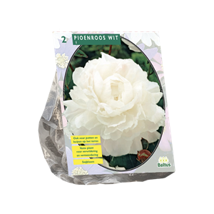 Tuinplant.nl Pioen