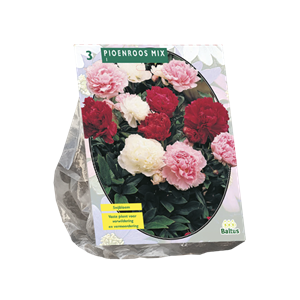 Tuinplant.nl Pioen