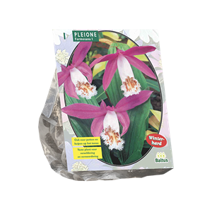 Tuinplant.nl Pleione