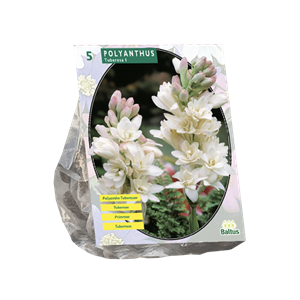 Tuinplant.nl Tuberoos