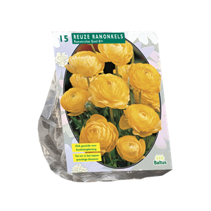 Tuinplant.nl Ranonkel