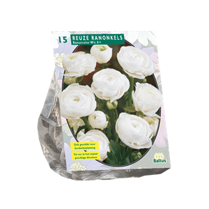 Tuinplant.nl Ranonkel