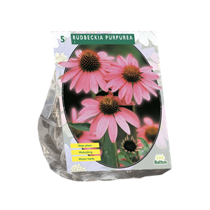 Tuinplant.nl Rudbeckia