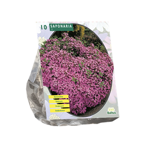 Tuinplant.nl Zeepkruid
