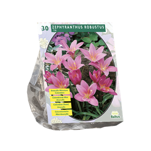 Tuinplant.nl Habranthus