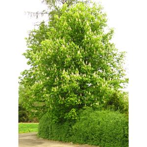 Tuinplant.nl Witte paardekastanje