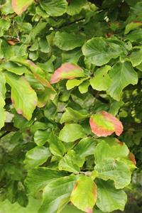 Tuinplant.nl Perzisch IJzerhout