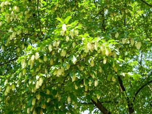 Tuinplant.nl Europese hopbeuk