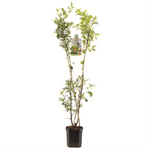 Tuinplant.nl Duo-pruimenboom