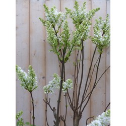 Warentuin natuurlijk Sering wit - 