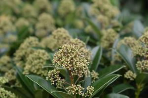 Tuinplant.nl Skimmia