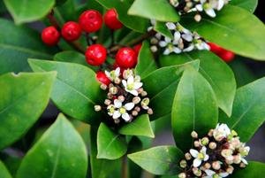 Tuinplant.nl Skimmia