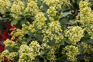 Tuinplant.nl Skimmia