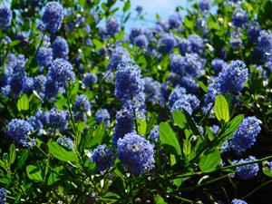 Tuinplant.nl Amerikaanse Sering