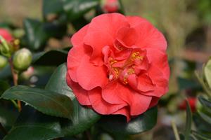 Tuinplant.nl Camellia