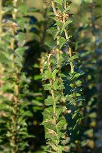 Tuinplant.nl Opgaande klimop