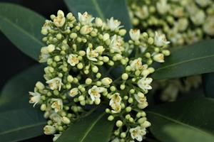 Tuinplant.nl Skimmia
