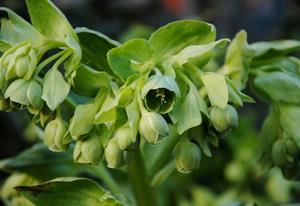 Tuinplant.nl Stinkend nieskruid