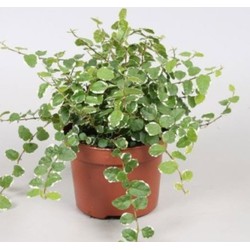 Kamerplant Ficus Pumila - 